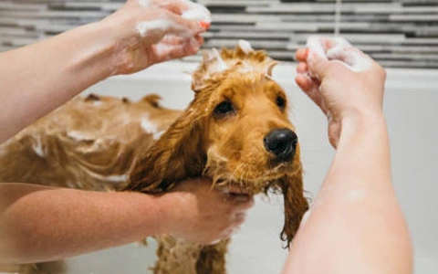 Coupez les griffes de son chien